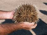 A short-beaked echidna curled into a ball, the snout is visible on the right.