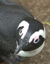 linux_penguin.jpg