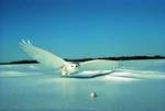 Snowy owl : official bird of Quebec