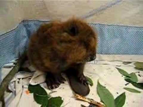 baby beavers