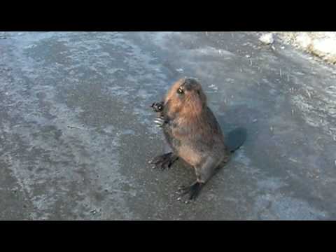 Talking Beaver on the Highway