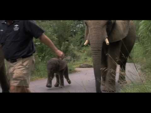 One Lucky Elephant - Film Trailer