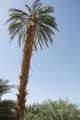 Date pollinator up an 'Abid Rahim' palm tree