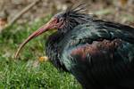 Adult at Tier park Hellabrunn, Germany. There are 850 Northern Bald Ibises in European zoos and a further 250 in captivity in Japan and North America