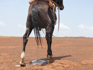 a horse - animal - nature