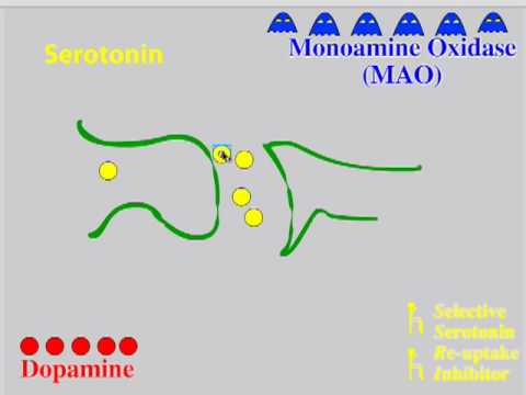 How SSRIs and MAO Inhibitors Work