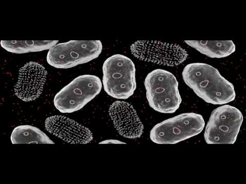 Plasmids | Genetics | Biology