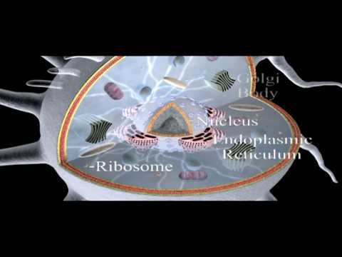 Cell Structure Overview | Cell Biology