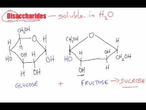 Bio B2 - Disaccharide Macromolecules