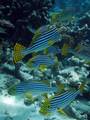 Oriental Sweetlips (Plectorhinchus vittatus) at Meeru Island, North Male Atoll