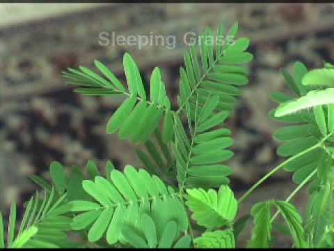 Mimosa Pudica - The Sensitive Plant