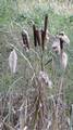 Typha (蒲 gama?) with & without seeds. Seeds used for Futon (布団 or 蒲団 futon?) before cotton