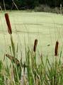 Typha plants at the edge of a small wetland in Indiana.