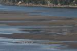 Gulls feeding on mudflats in Skagit Bay, Washington