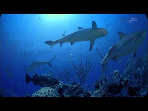 IMAX - Ocean Men: Extreme Dive. 1080i