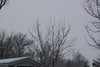 Branches and limbs of trees are covered with snow 