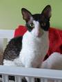 Black Smoke Tuxedo on male Cornish Rex