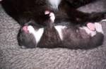 A six days old bicolor kitten, demonstrating how early the pattern can be seen