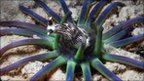 Sea anemone attempts to eat a nudibranch (c) B Reijnen