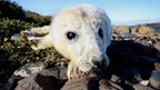 Two-day-old grey seal pup 