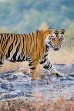 Welcome to the jungle: On the trail of India's tigers