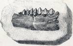 Lithograph showing teeth and jaw fragments of Echinodon, found in Dorset by Samuel Beckles