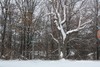 Tree branches and stems are covered with snow in Pocahontas, Illinois, USA during a snowstorm on January 20, 2011.