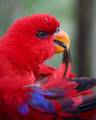 Red Lory preening