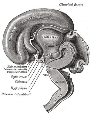 A fatty diet may trigger inflammation of the hypothalamus, deep inside the brain, and hinder weight loss.