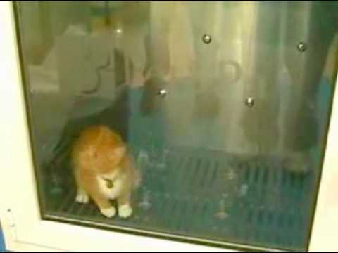 The kitty washing machine