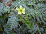 Tribulus terrestris (flower). Location: Maui, Kahului