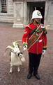 The goat mascot and Goat Major of the Royal Regiment of Wales.