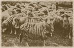 Imported Vermont type sheep, Australia