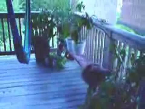 Bird attacks Cat