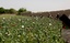 Marines and Afghan National Army soldiers patrol through farmlands outside the base recently. Behind the small poppy field in the front of the photo is a wheat field.