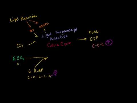 Photosynthesis: Calvin Cycle