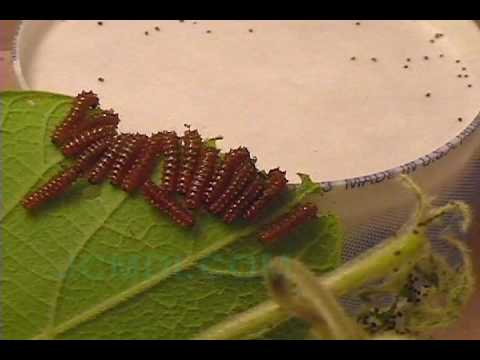 Swallowtail Butterfly Life Cycle - (Pipevine Swallowtail)