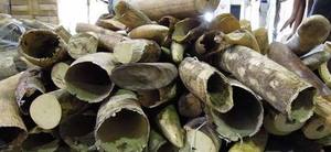 A photograph shows what amounted to more than a ton of ivory seized in Malaysia in December. 