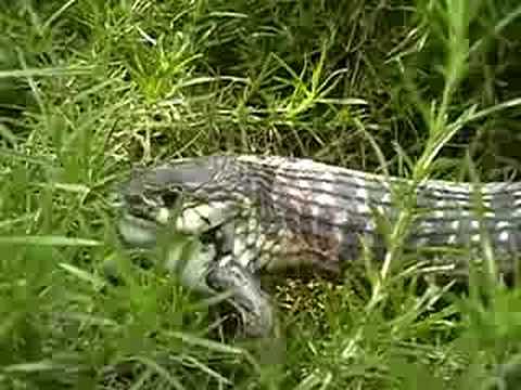 Frog rescues another frog from snake