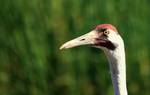 At International Crane Foundation, Baraboo, Wisconsin, USA.Among the many potential nest and brood predators include American Black Bear (Ursus americanus), Wolverine (Gulo gulo), Gray Wolf (Canis lupus), Red Fox (Vulpes vulpes), Lynx (Lynx canadensis), Bald Eagle (Haliaeetus leucocephalus), and Common Raven (Corvus corax).