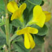 Genista menospessulana