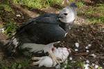 Feeding at Zoo Miami, USA. The Harpy Eagle is an actively hunting carnivore and is an apex predator, meaning that adults are at the top of a food chain and have no natural predators.