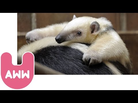 Cute Baby Anteater Finds Its Feet