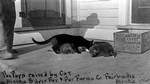 Fox kits raised by a cat in Fairbanks, Alaska, 1915