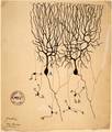 Drawing by Santiago Ramón y Cajal of two types of Golgi-stained neurons from the cerebellum of a pigeon