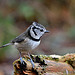 Crested Tit [explore]