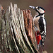 Great Spotted Woodpecker