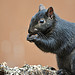 black squirrel