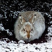 Mountain Hare