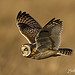 Short-eared Owl (Asio flammeus)